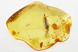 Detailed Fossil Click Beetle (Elateridae) in Baltic Amber #330639-1